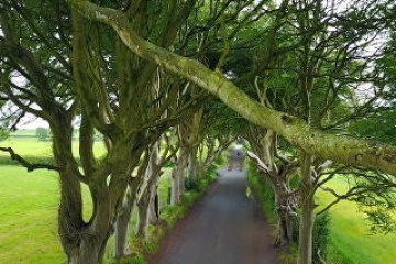 An up high shot of the dark hedges