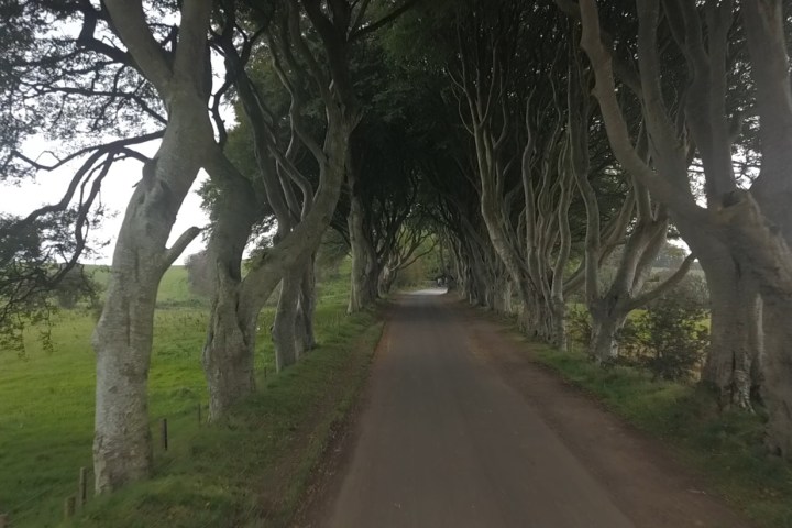 The dark hedges